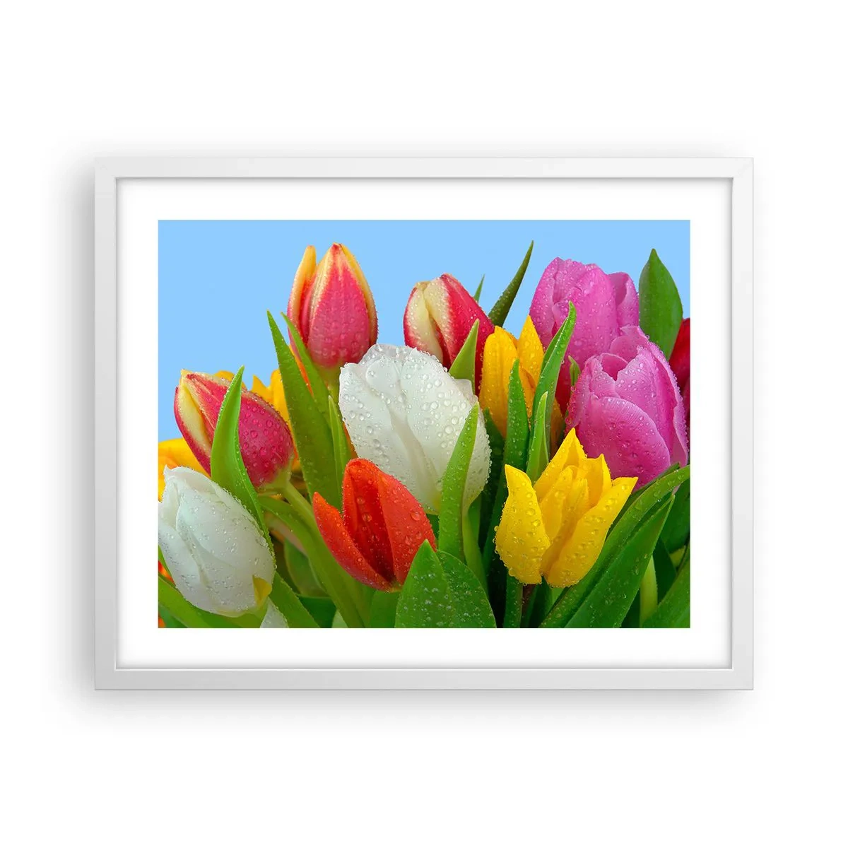 Poster în ramă albă - Un curcubeu floral în picături de rouă - 50x40 cm