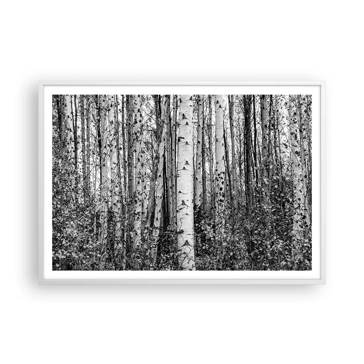 Poster în ramă albă - Coloane de mesteacăn - 100x70 cm