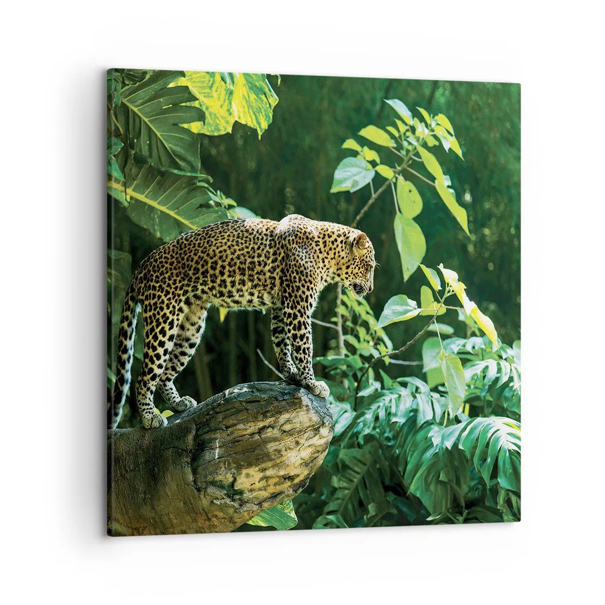 Tablou pe pânză - La vânătoare? - 50x50 cm