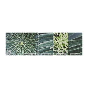 Mostră tapet Premium Sand - Nașterea unei stele - Floare de agave, Agavă, Flori - 100x30 cm