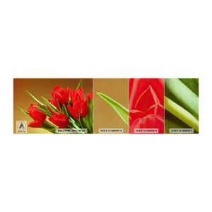 Mostră tapet Premium Canvas - O explozie de bucurie de primăvară - Flori, Lalele, Buchet de flori - 100x30 cm