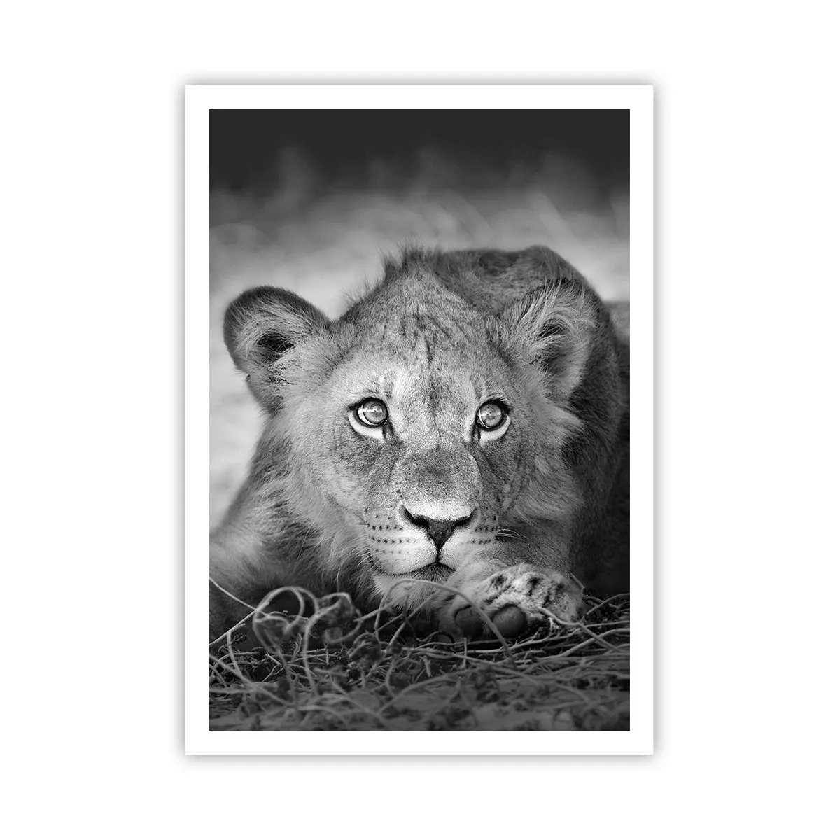 Poster - Pisicuța regală - 70x100 cm
