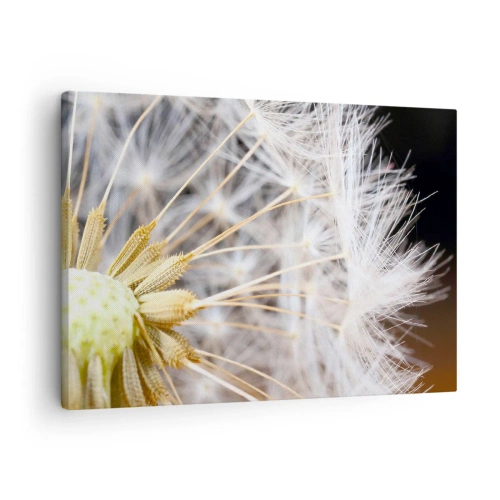Tablou pe pânză Canvas - Fotografie macro a unei păpădii cu semințe delicate - 70x50cm - Chiar înainte de zbor... - Decorațiune modernă pentru perete pentru living și dormitor ARTTOR