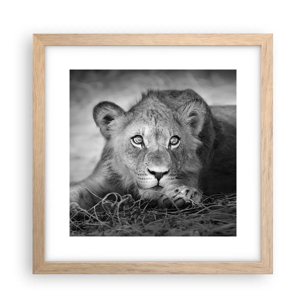 Poster în ramă de stejar deschis - Pisicuța regală - 30x30 cm