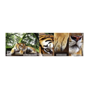 Mostră tapet autocolant Deluxe Sticker - Cu respect - Tigru, Animale, Prădător - 100x30 cm