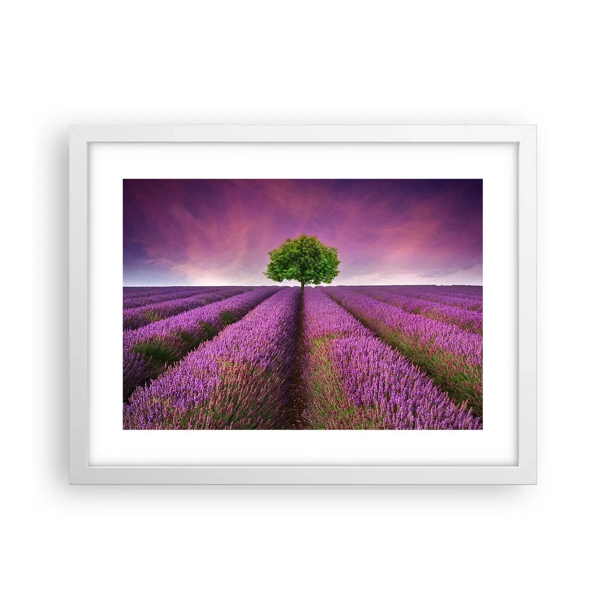 Poster în ramă albă - În câmpurile de lavandă - 40x30 cm
