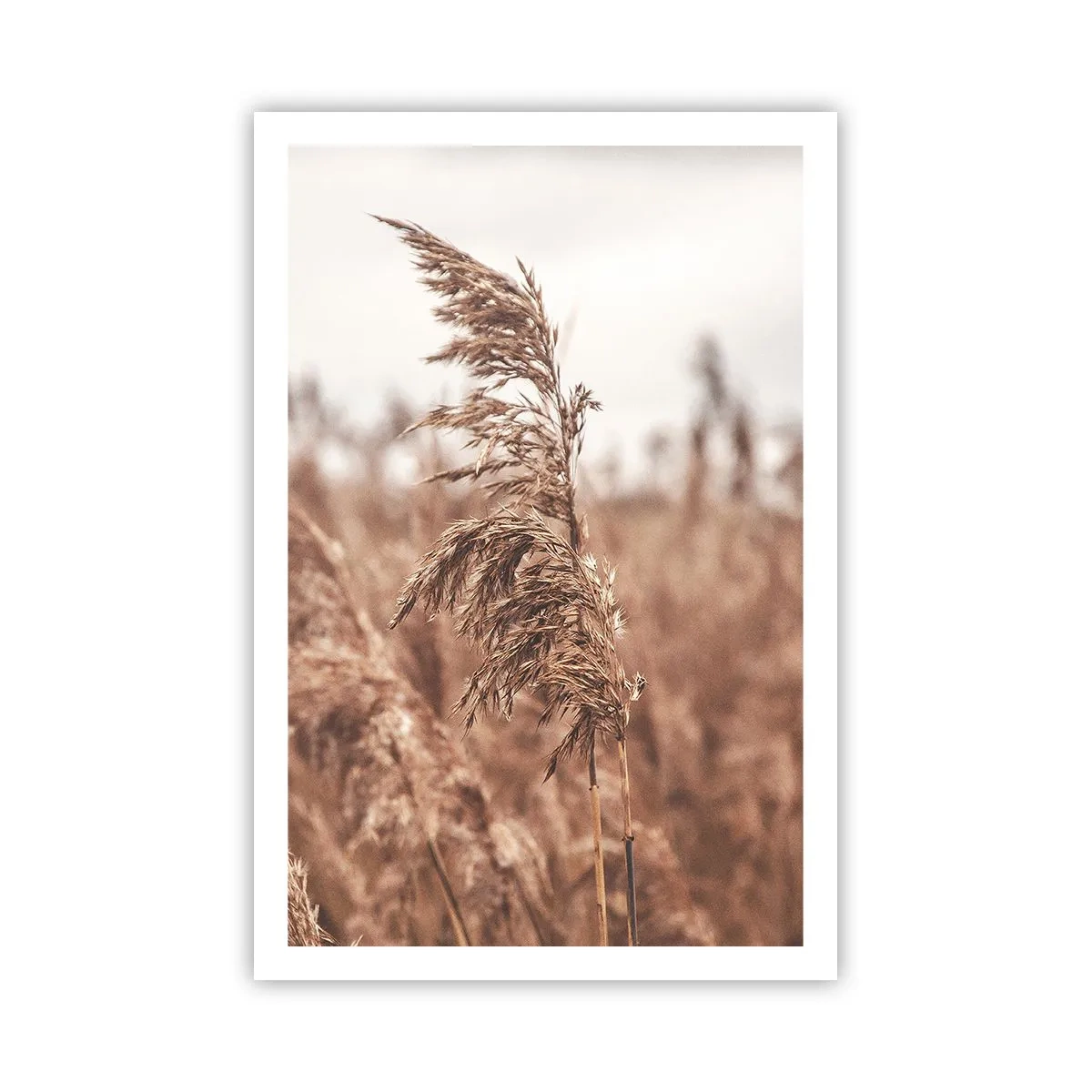 Poster - Toamna pe câmpuri - 61x91 cm