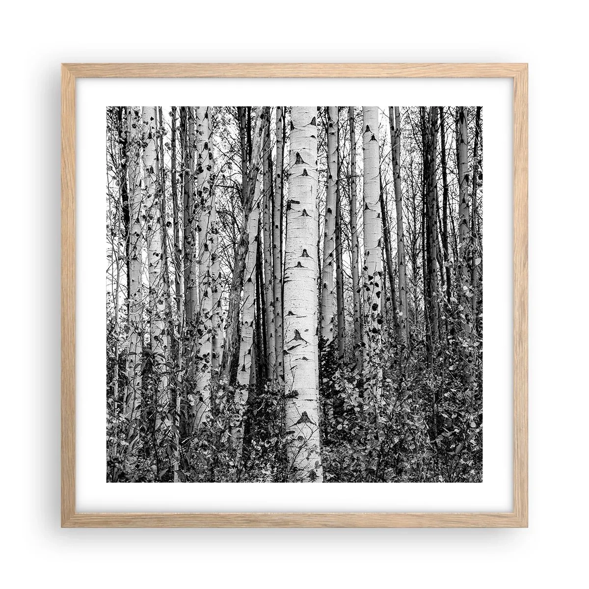 Poster în ramă de stejar deschis - Coloane de mesteacăn - 50x50 cm