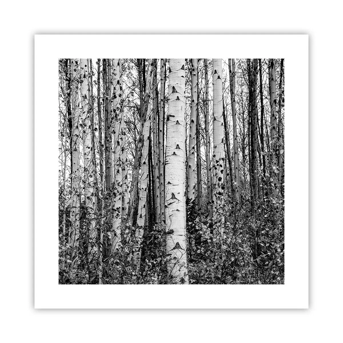 Poster - Coloane de mesteacăn - 40x40 cm