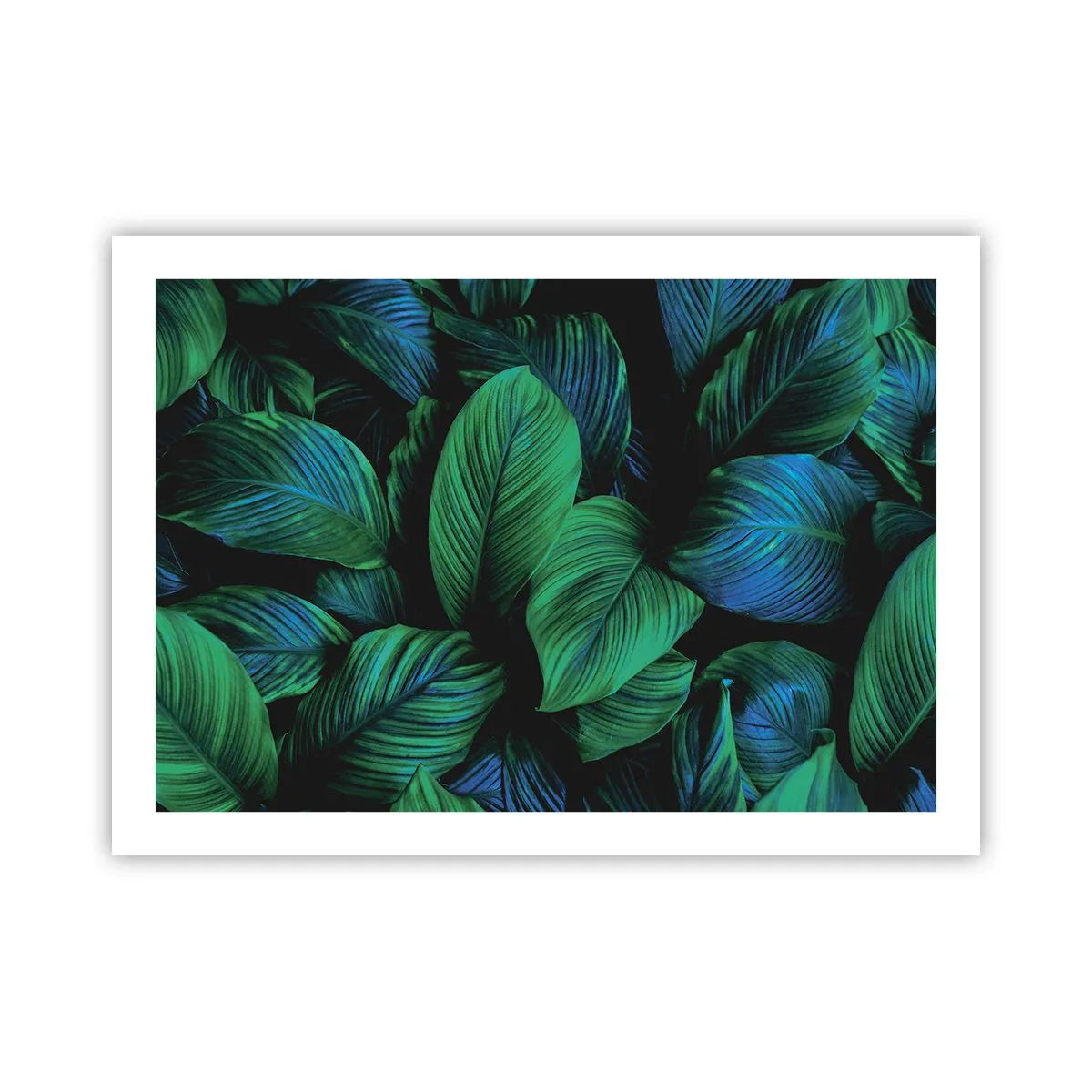 Poster - Traficul verde - 70x50 cm