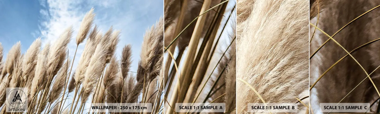 Mostră de Tapet Standard Eco - Mângâiere însorită și vântoasă - Iarbă de pampas, Natură, Boho - 100x30 cm