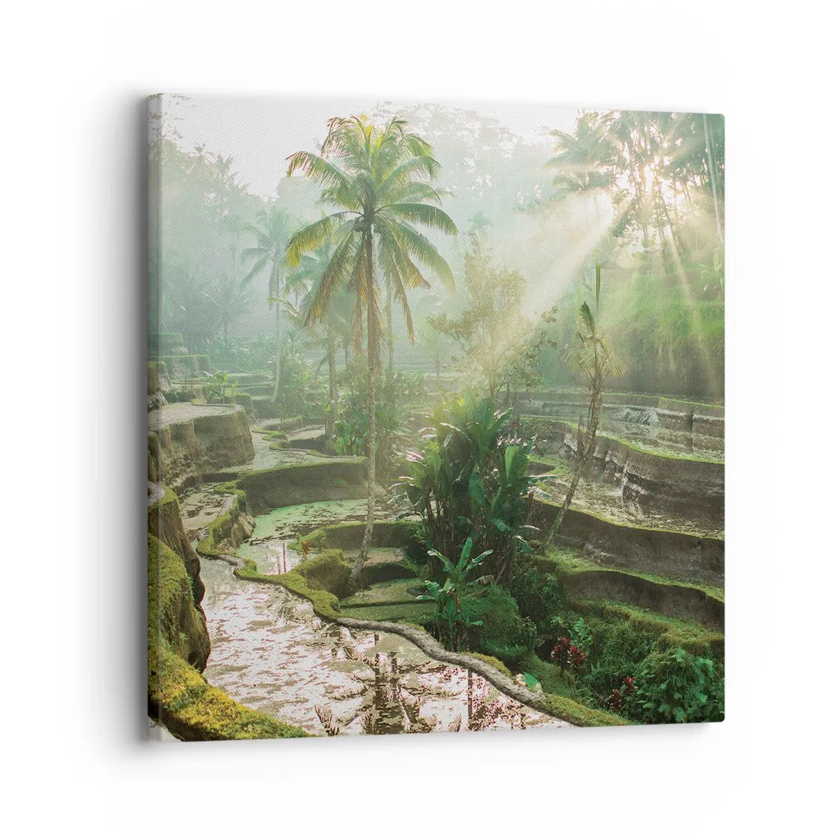 Tablou pe pânză - Crescând la soare - 30x30 cm