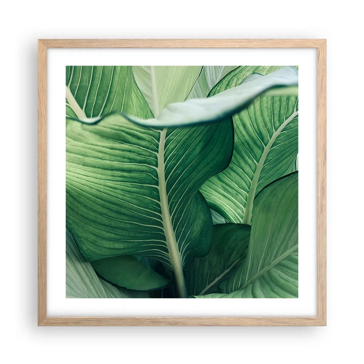 Poster în ramă de stejar deschis - Viață intensă în verde - 50x50 cm