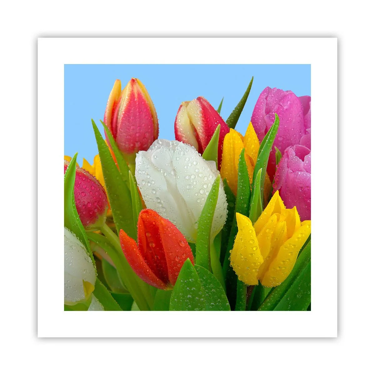 Poster - Un curcubeu floral în picături de rouă - 40x40 cm