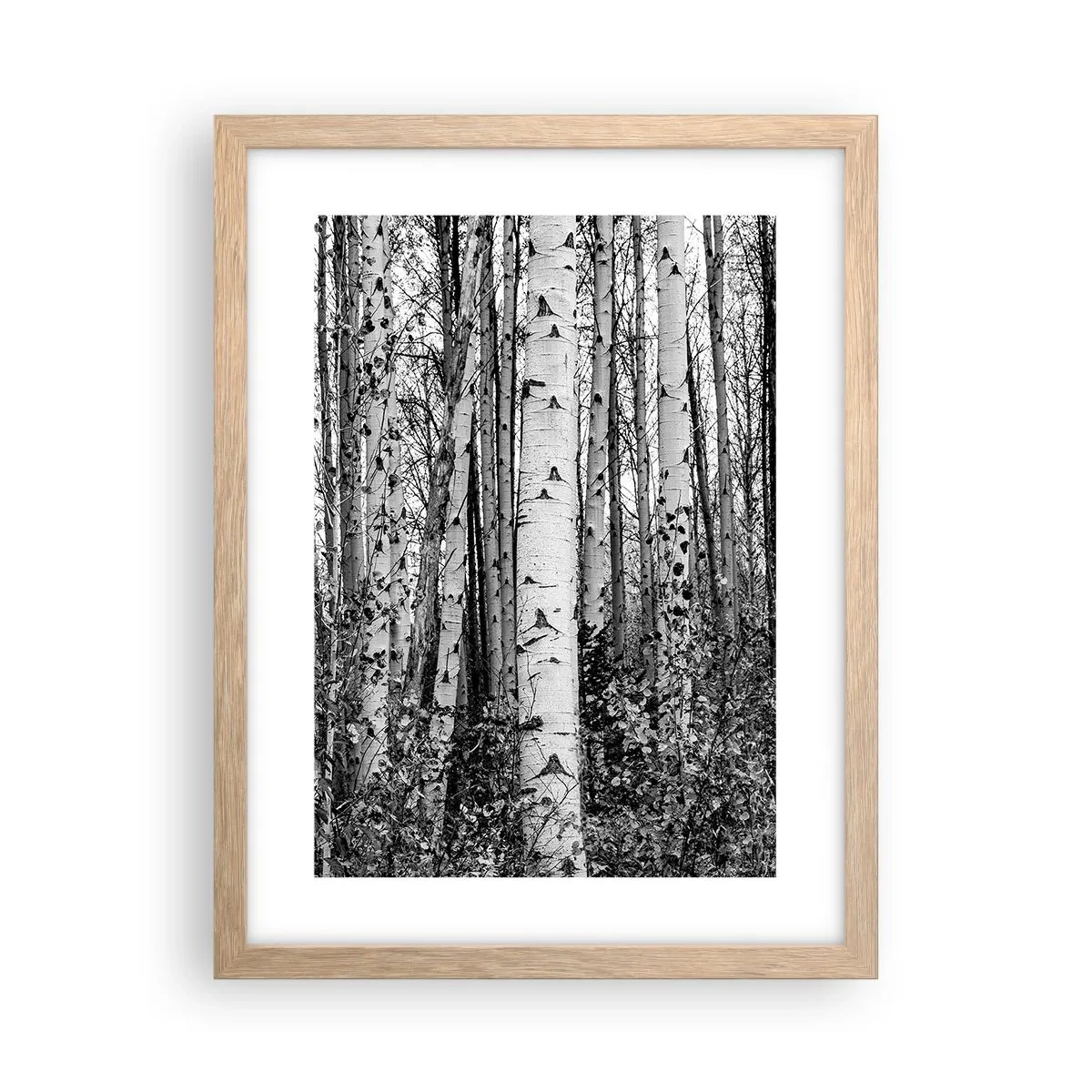 Poster în ramă de stejar deschis - Coloane de mesteacăn - 30x40 cm