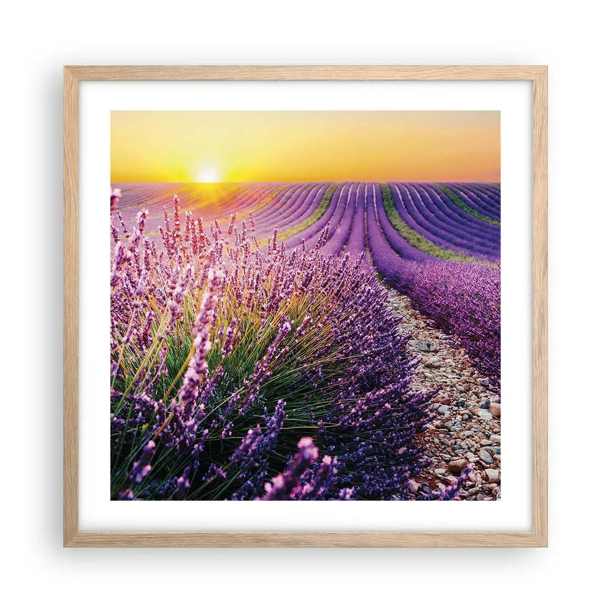 Poster în ramă de stejar deschis - Câmpul parfumat - 50x50 cm