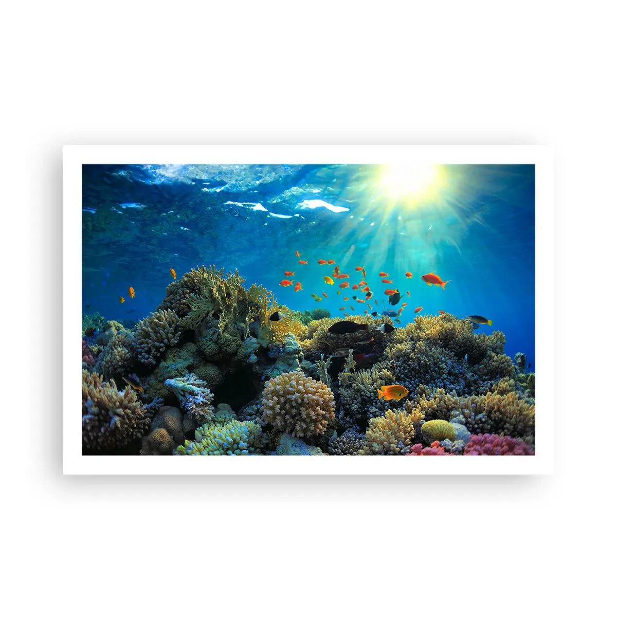 Poster - Comori subacvatice - 91x61 cm