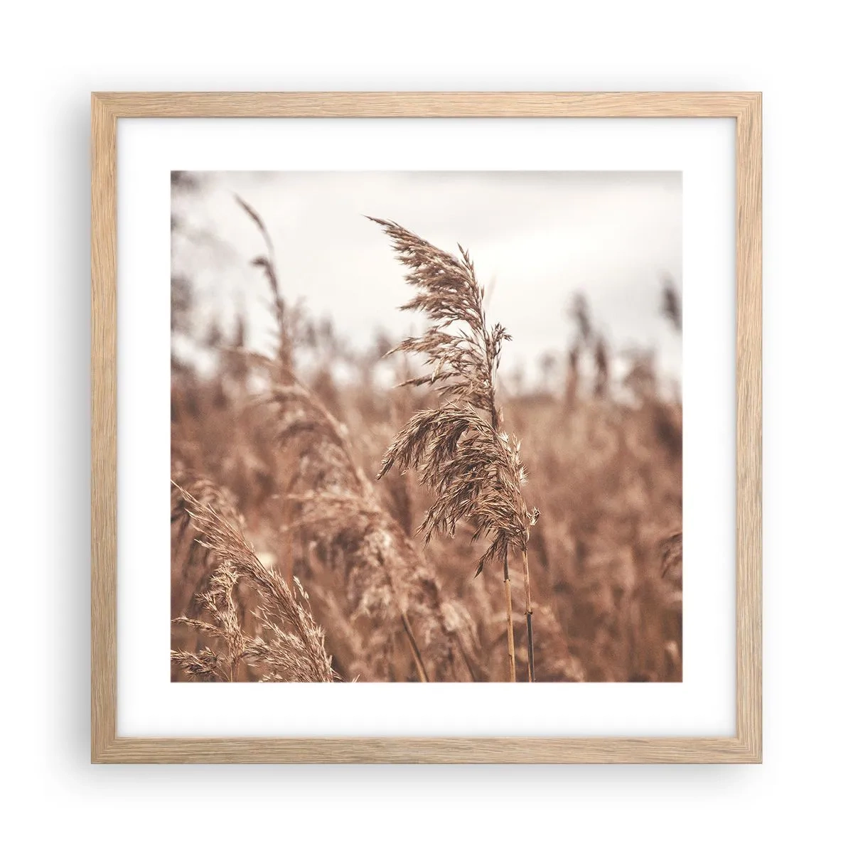 Poster în ramă de stejar deschis - Toamna pe câmpuri - 40x40 cm