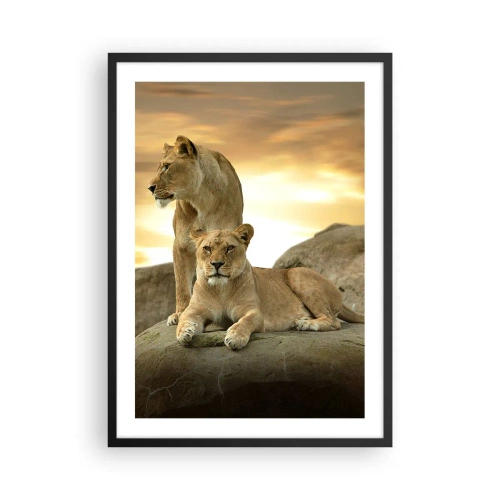 Poster în ramă neagră - Două leoaice pe fundalul soarelui apus - 50x70cm - Maiestate regală - Decorațiune modernă pentru perete pentru living și dormitor ARTTOR