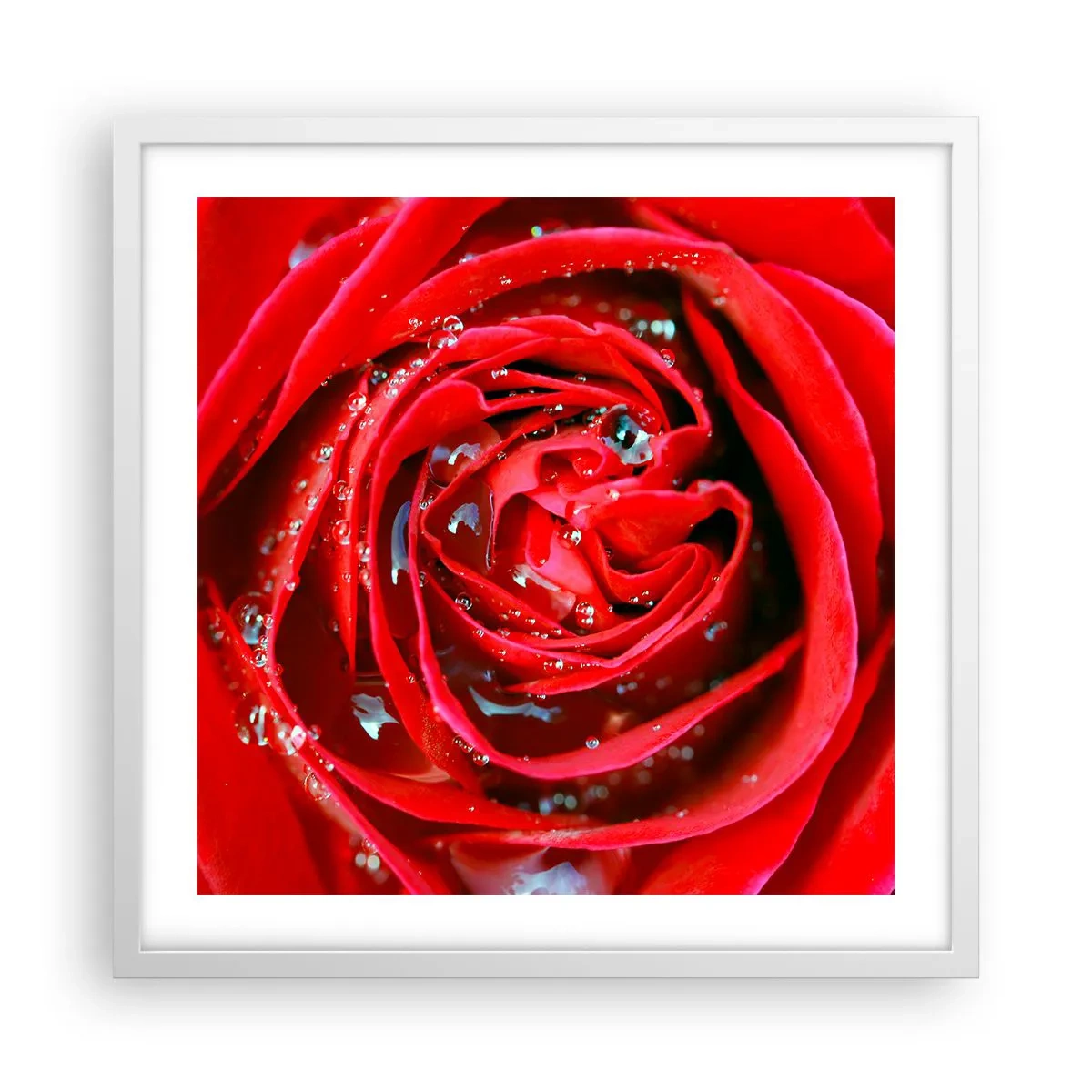 Poster în ramă albă - În picături de rouă - 50x50 cm