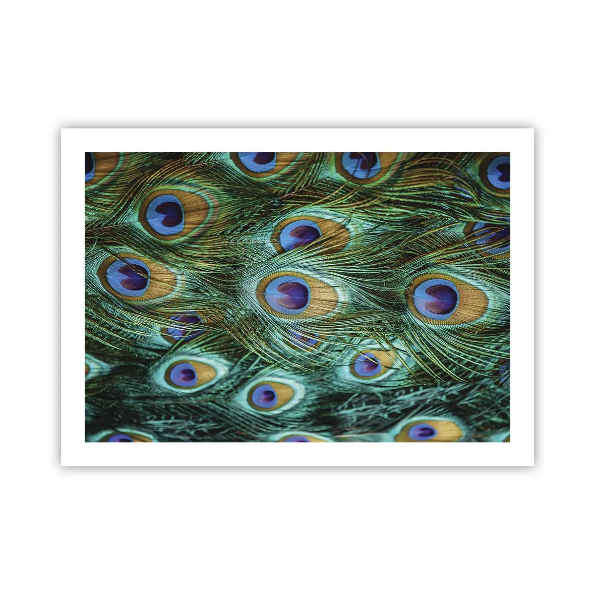 Poster - O privire cu ochi de păun - 70x50 cm