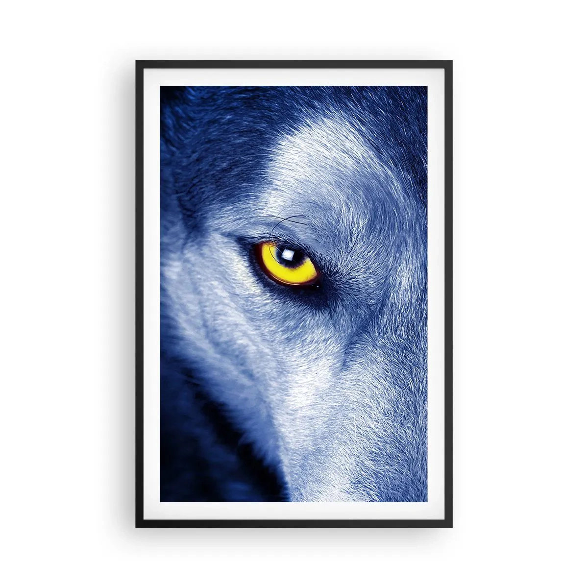 Poster în ramă neagră - O privire hipnotizantă - 61x91 cm