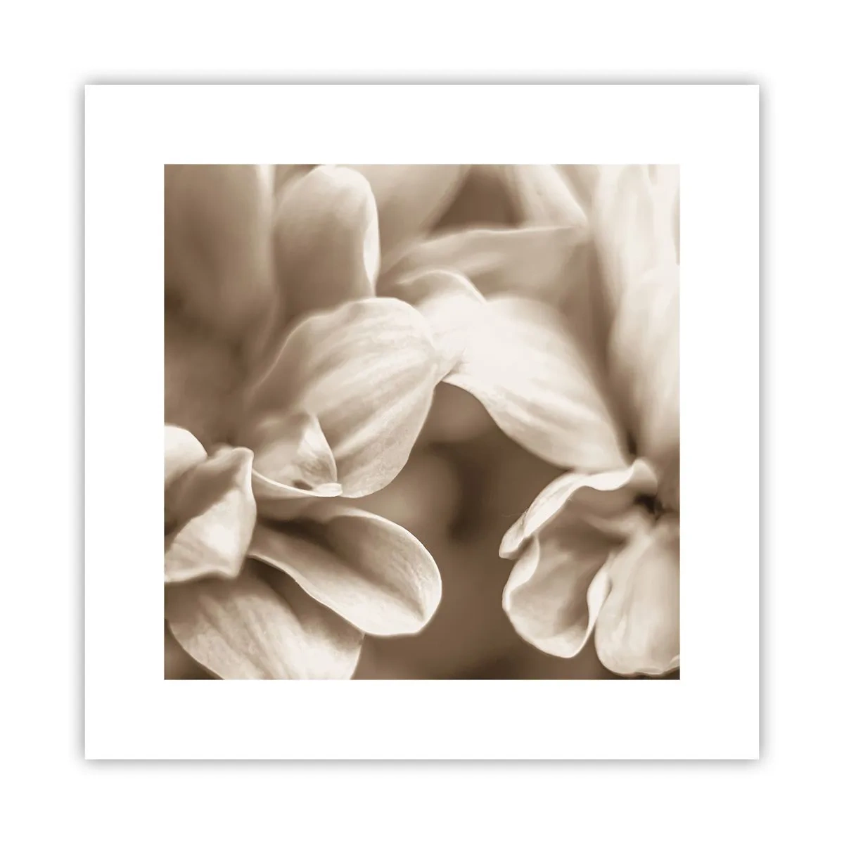 Poster - Blânde ca un zâmbet - 30x30 cm