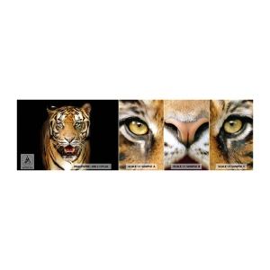 Mostră tapet autocolant Deluxe Sticker - Sălbăticia inimii - Animale, Tigru, Prădător - 100x30 cm