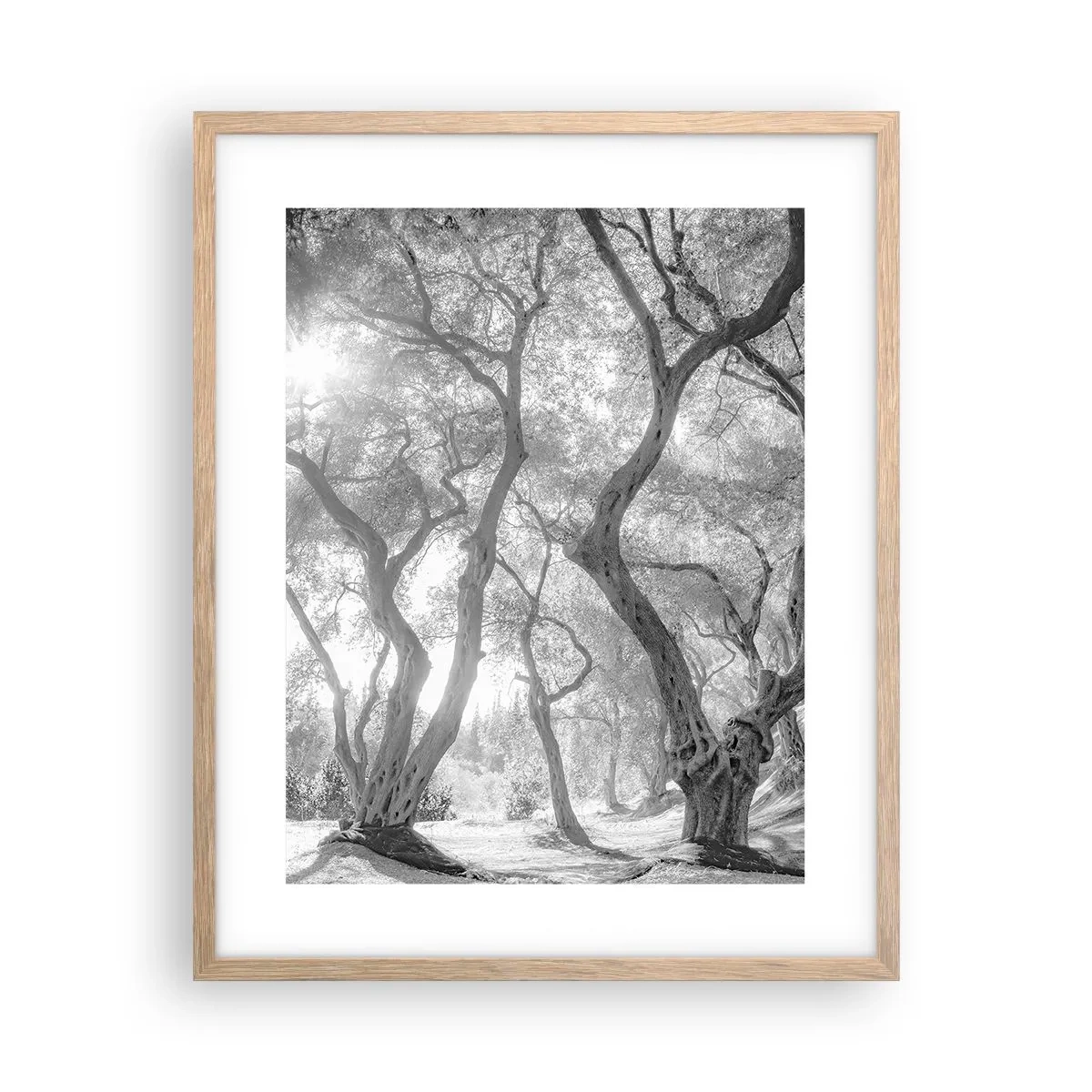 Poster în ramă de stejar deschis - Într-o livadă de măslini - 40x50 cm