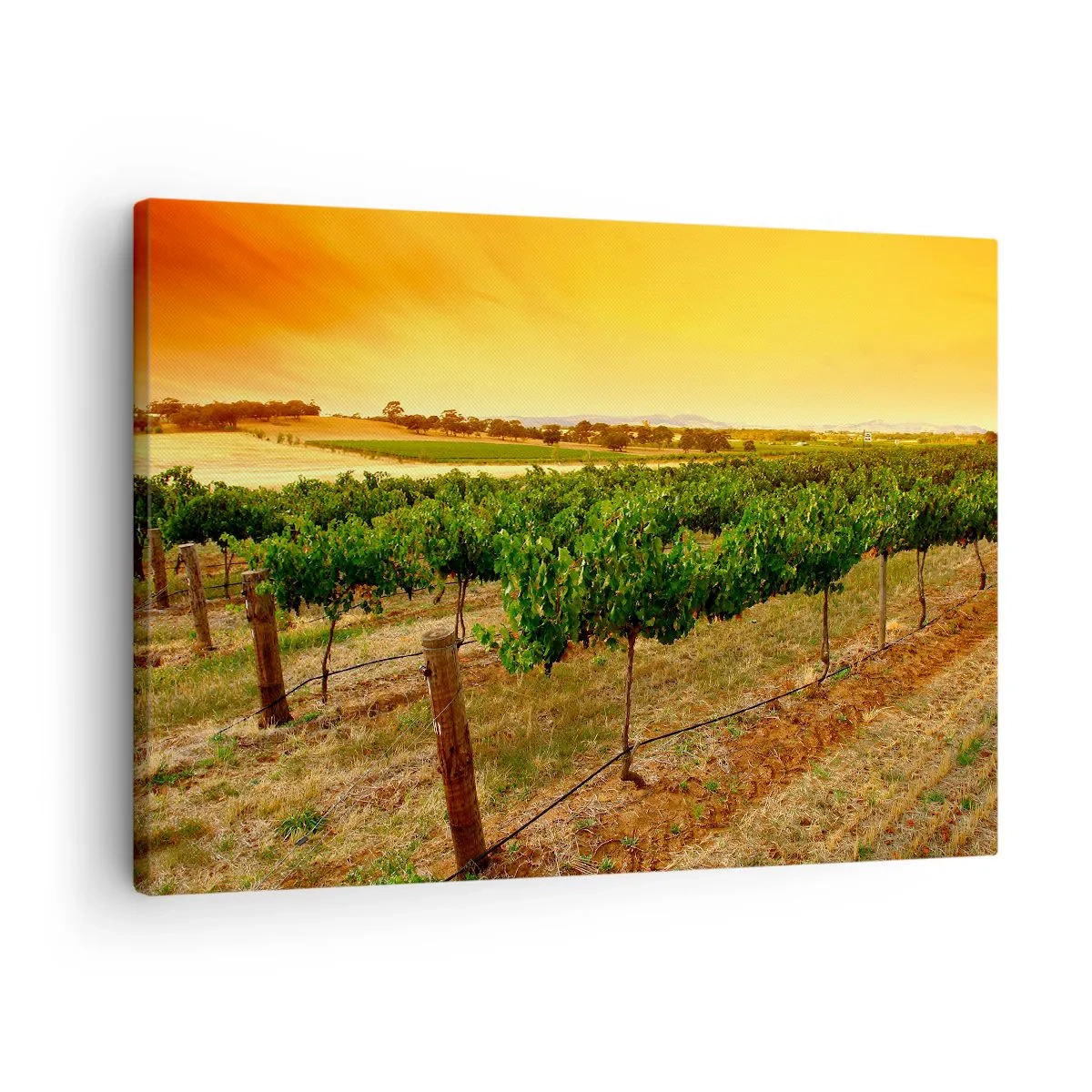 Tablou pe pânză Canvas - Viță de vie pe o plantație la un apus de soare auriu - 70x50cm - Să bem soarele - Decorațiune modernă pentru perete pentru living și dormitor ARTTOR