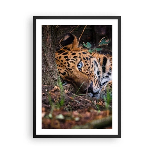 Poster în ramă neagră - Un leopard culcat cu ochi albaștri intensi - 50x70cm - Să ai încredere în mine - Decorațiune modernă pentru perete pentru living și dormitor ARTTOR