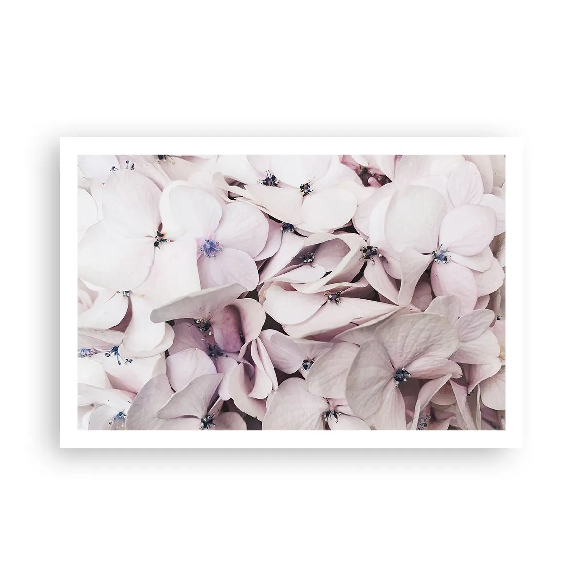 Poster - Într-un potop de flori - 91x61 cm