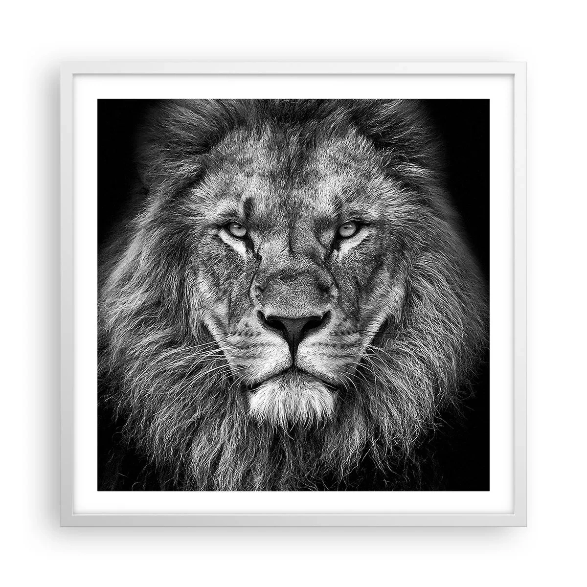 Poster în ramă albă - În ținuta de încoronare - 60x60 cm