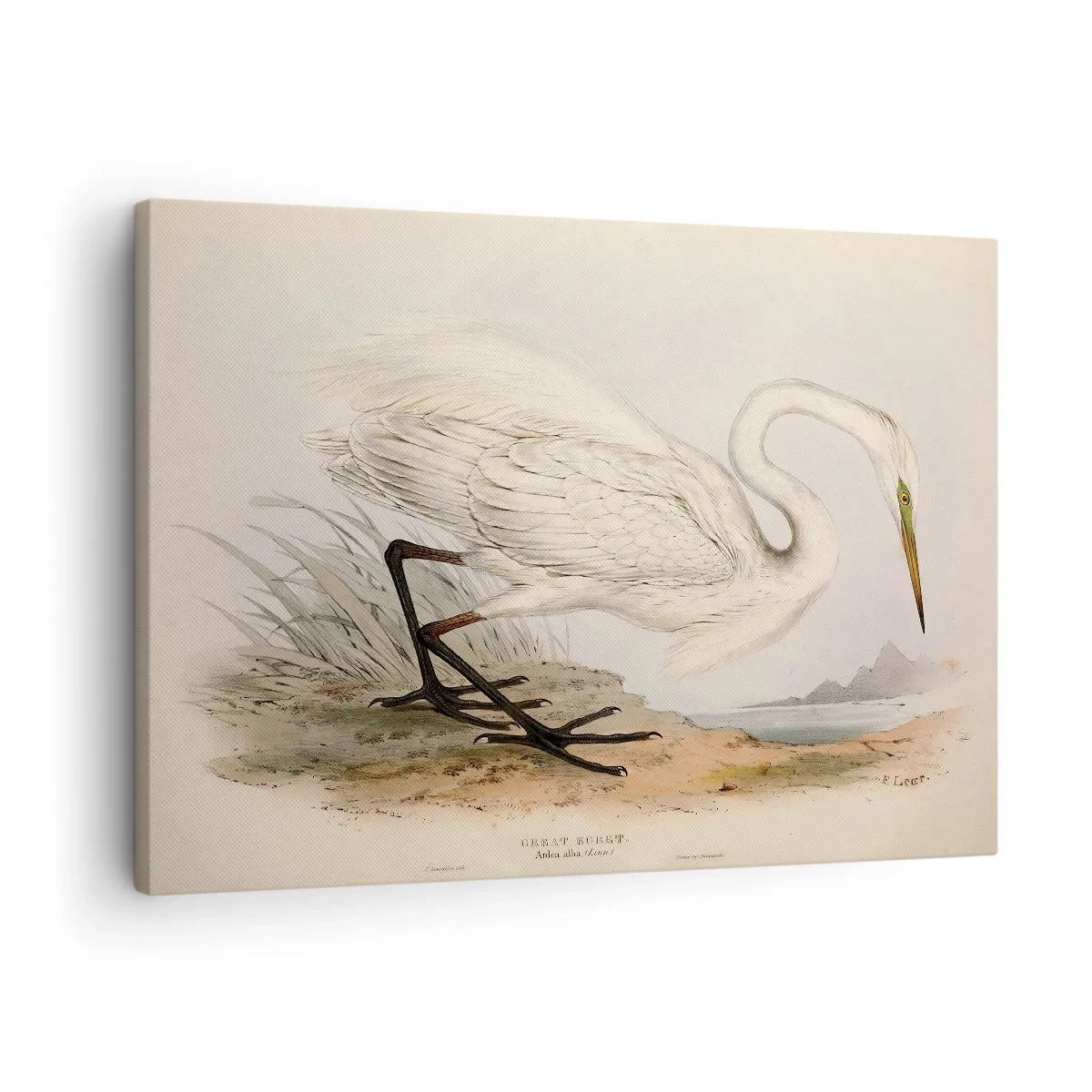 Tablou pe pânză Canvas - Desen al unui stârc alb pe fundalul unui peisaj natural - 70x50cm - Doamna în stufărișuri - Decorațiune modernă pentru perete pentru living și dormitor ARTTOR