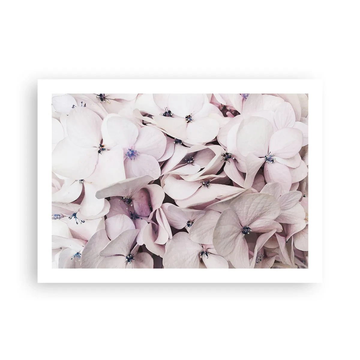 Poster - Într-un potop de flori - 70x50 cm