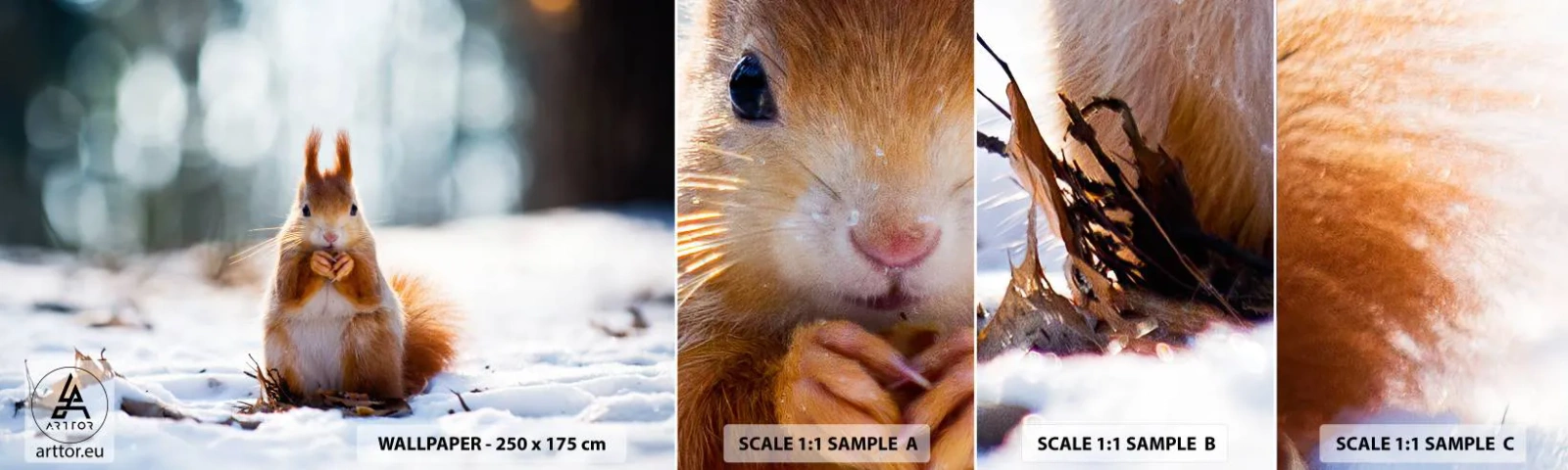 Mostră de Tapet Standard Eco - Și la ce te uiți? - Animale, Veveriţă, Iarnă - 100x30 cm