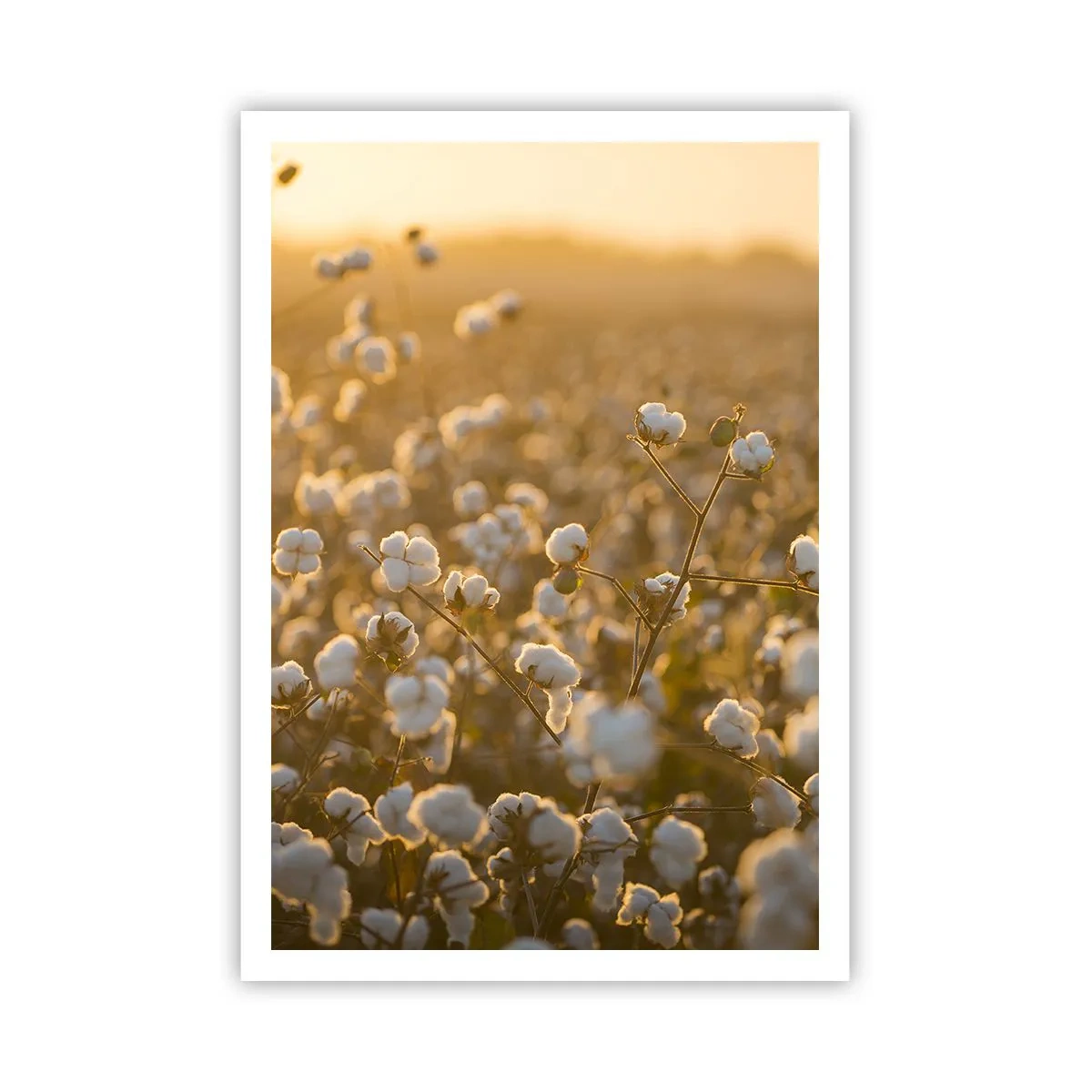 Poster - Câmp pufos - 70x100 cm