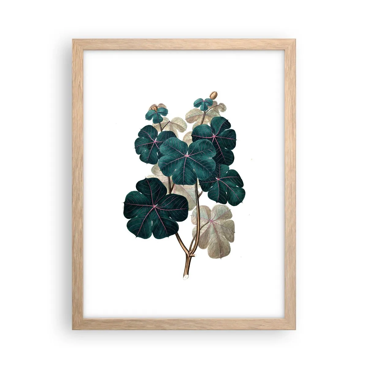 Poster în ramă de stejar deschis - Dintr-un vechi ierbar - 30x40 cm