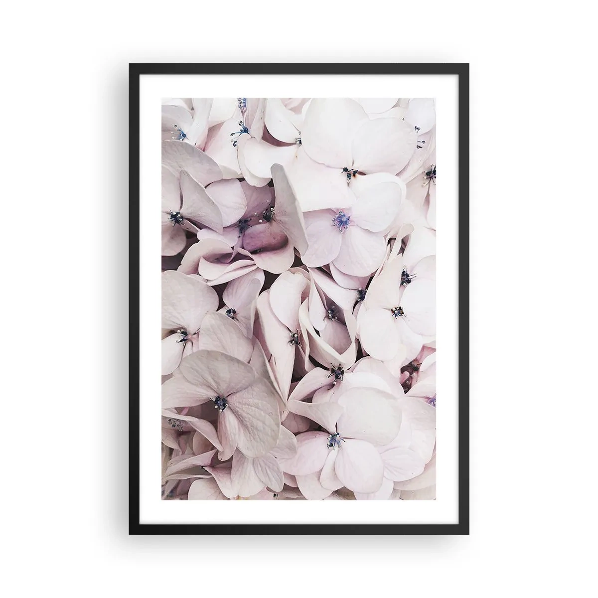 Poster în ramă neagră - Prim-plan delicat cu hortensii pastelate - 50x70cm - Într-un potop de flori - Decorațiune modernă pentru perete pentru living și dormitor ARTTOR