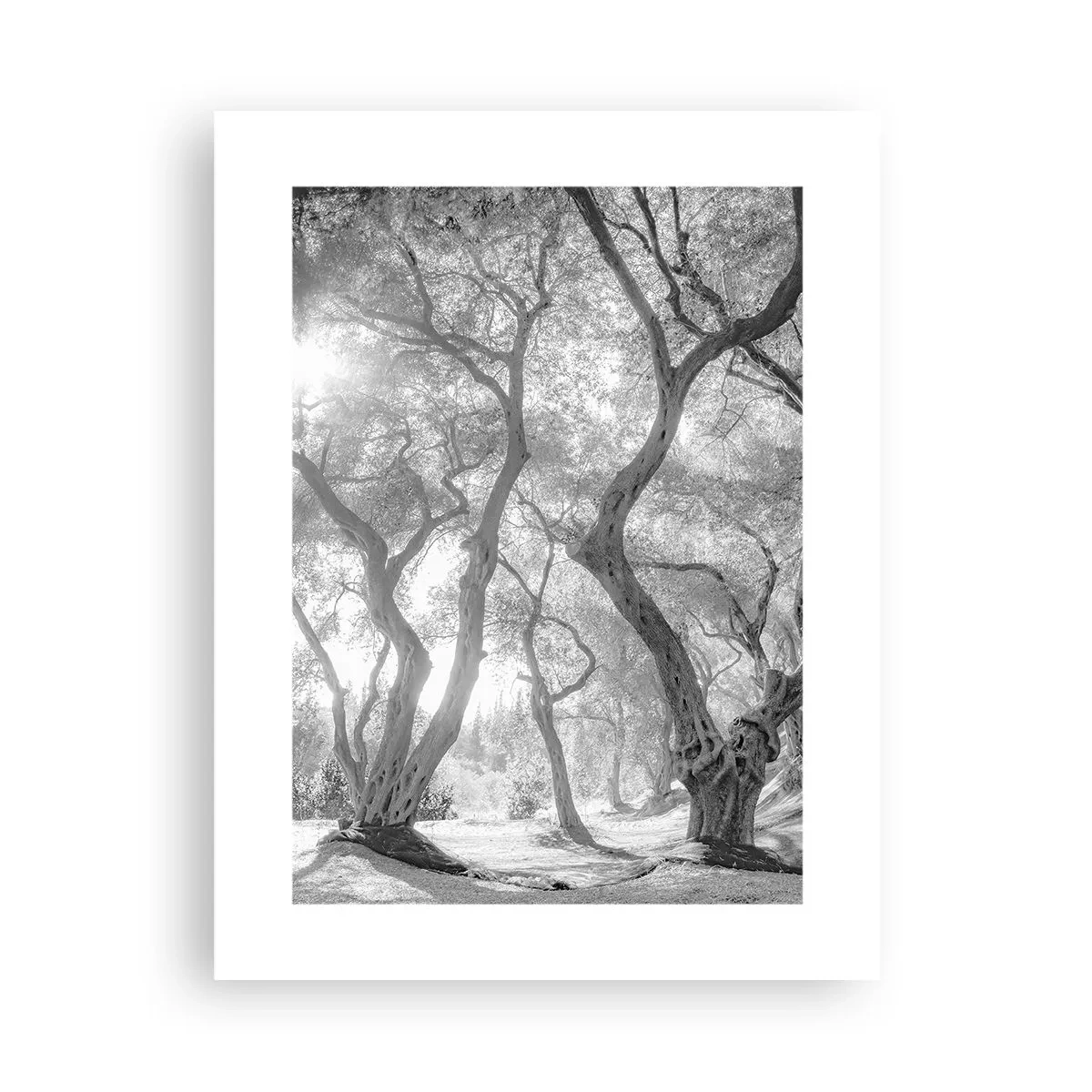 Poster - Într-o livadă de măslini - 30x40 cm