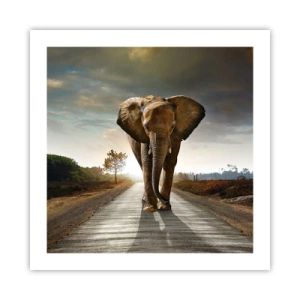 Poster - Și-a pierdut cipicii... - 50x50 cm