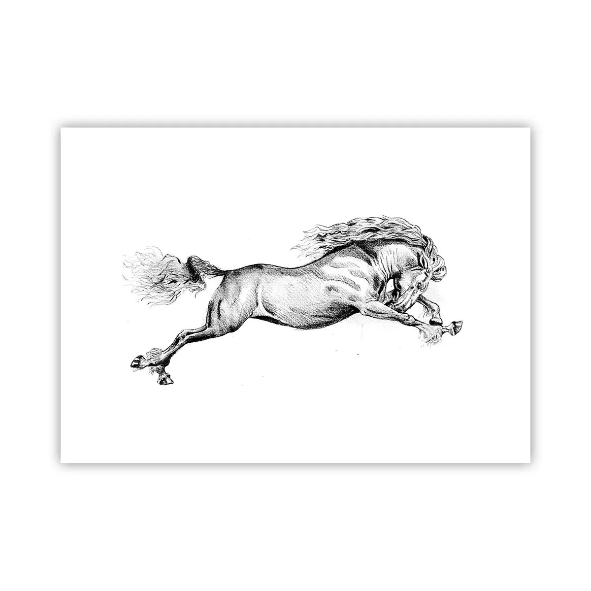 Poster - Oprit din galop - 70x50 cm
