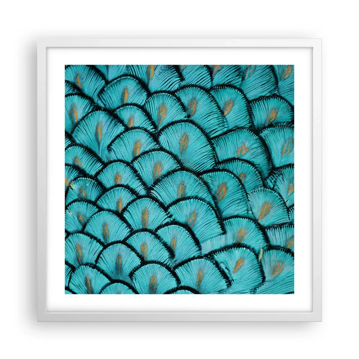 Poster în ramă albă - Marea gală a penelor - 50x50 cm