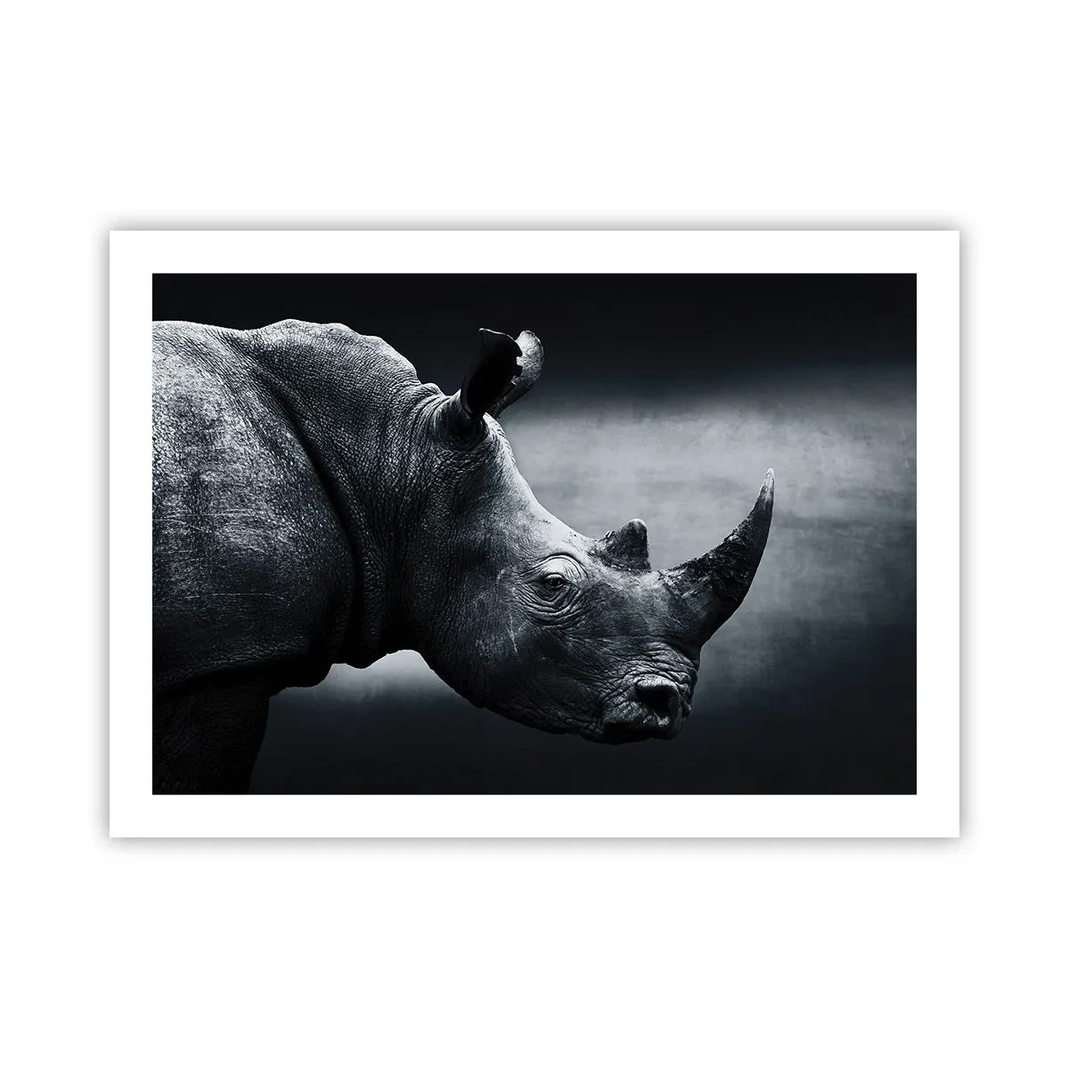 Poster - Profil drept - 70x50 cm