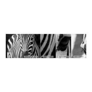 Mostră de Tapet Standard Eco - Lumea e albă și neagră - Animale, Coaste, alb-negru - 100x30 cm