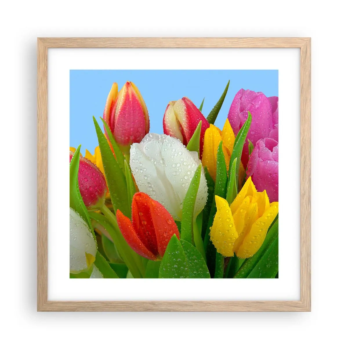 Poster în ramă de stejar deschis - Un curcubeu floral în picături de rouă - 40x40 cm