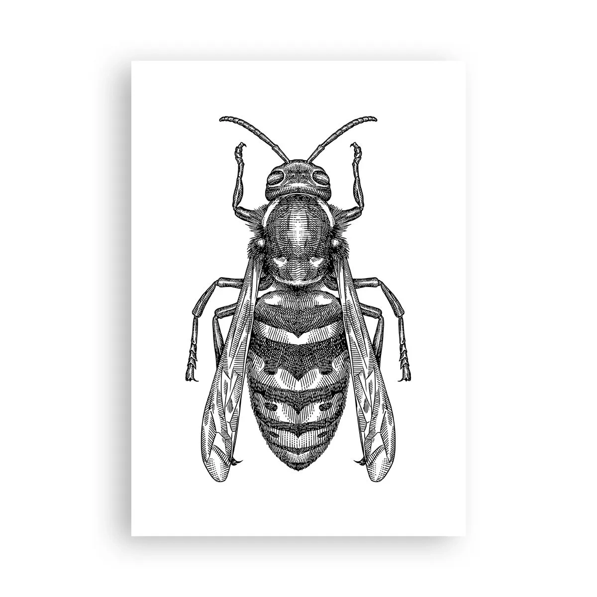 Poster - De pe o planetă de insecte - 70x100 cm