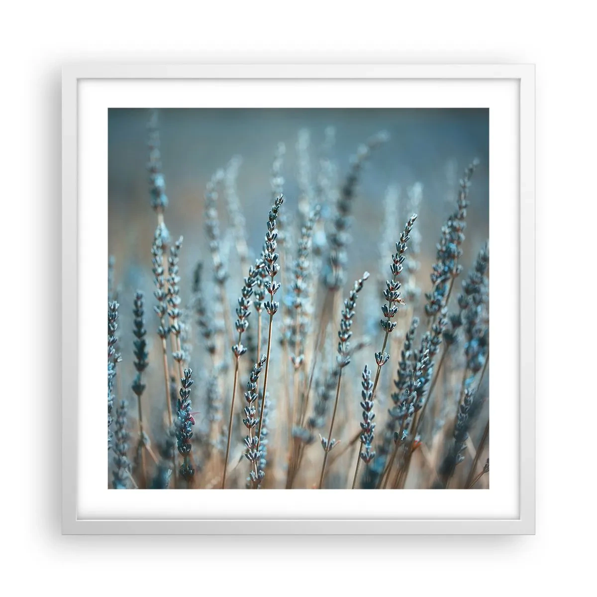 Poster în ramă albă - Câmpul parfumat - 50x50 cm