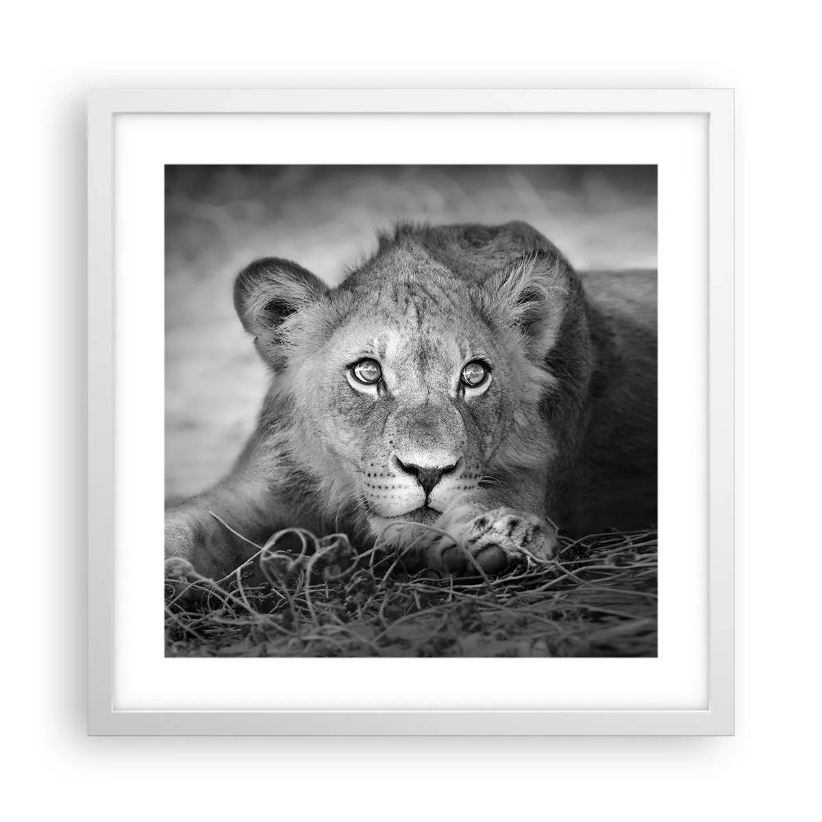 Poster în ramă albă - Pisicuța regală - 40x40 cm