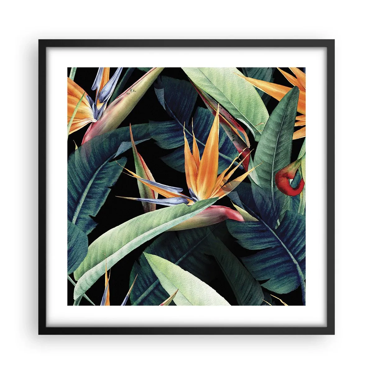 Poster în ramă neagră - Florile de flacără ale tropicelor - 50x50 cm